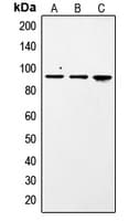 STAT1 Antibody (phospho-Ser727)