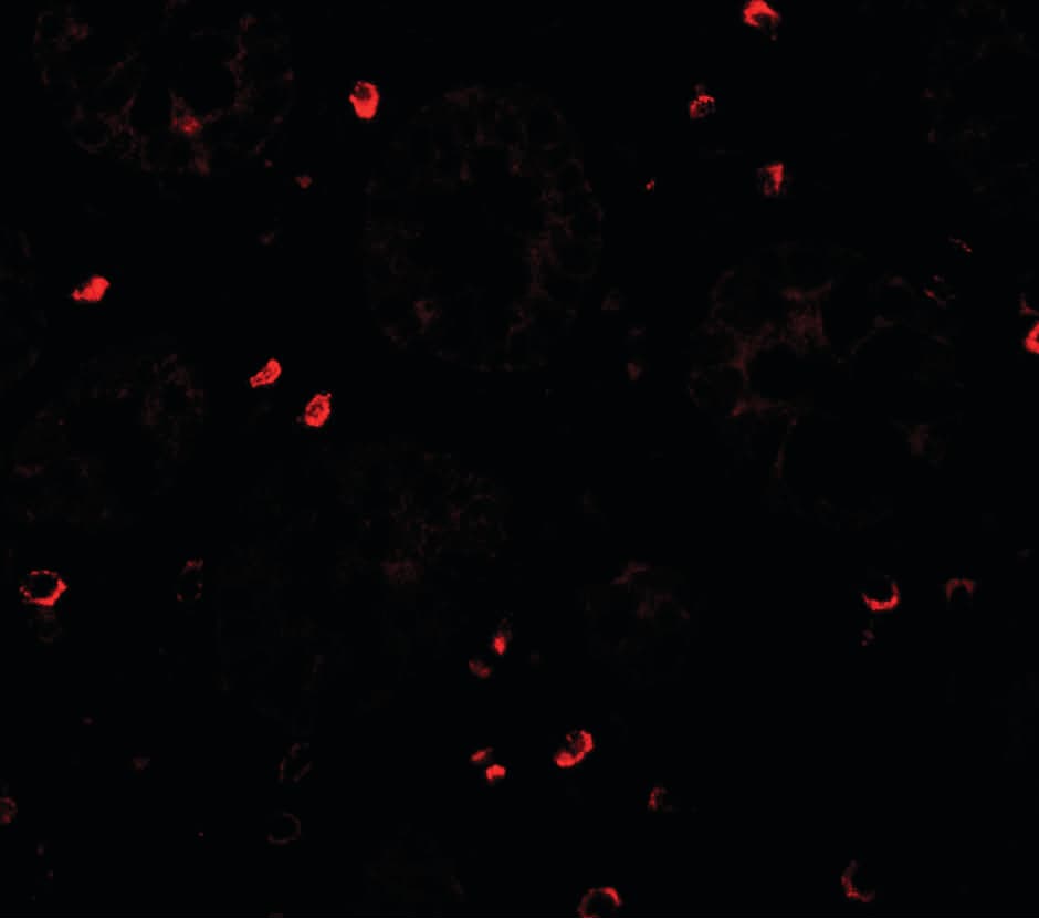 ZFX Antibody