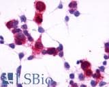 PathPlus™ GPR4 Antibody (Cytoplasmic Domain)