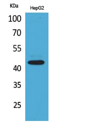 Polyclonal Rabbit anti-Human PTGER1 / EP1 Antibody (WB)
