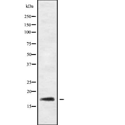 RGS21 Antibody