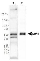 DUX4 Antibody (C-Terminus, clone P4H2)