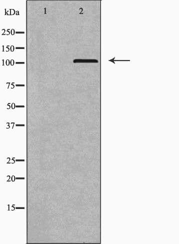 LIG3 / DNA Ligase III Antibody