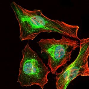 BPIFB1 Antibody (clone 4H2)