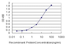 STK26 / MST4 Antibody (clone 3G5)