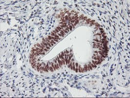 USP7 / HAUSP Antibody (clone OTI3D3, Carrier-free)