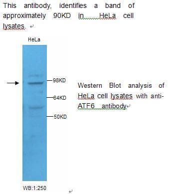 Polyclonal Rabbit anti-Human ATF6 Antibody (WB)