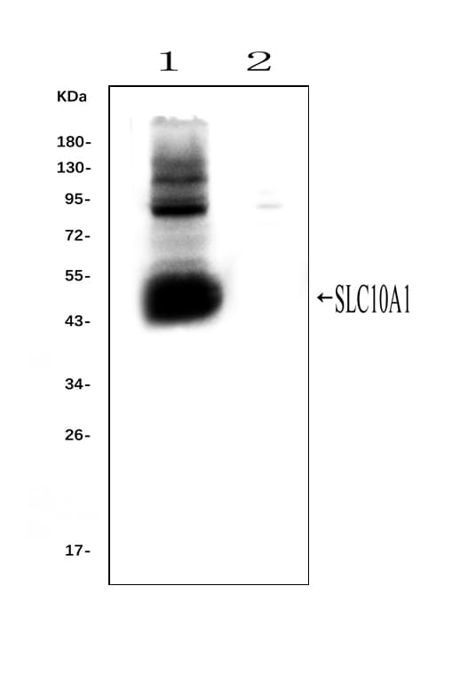 Polyclonal Rabbit anti-Mouse SLC10A1 / NTCP Antibody (aa296-336, IHC, WB)