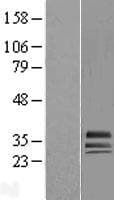 HAGH Protein (Over-Expression Lysate Myc-DDK (Flag))