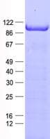 Human MAPK6 / ERK3 Protein (Recombinant His, N-Terminal)
