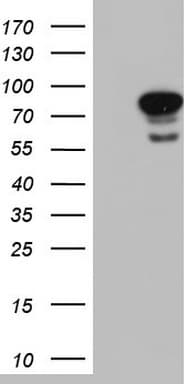 LMNA / Lamin A+C Antibody (clone OTI3F6)