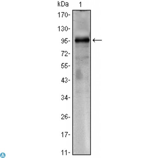 CRTC1 / MECT1 / TORC1 Antibody