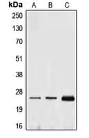 EFNA1 / Ephrin A1 Antibody (Internal)
