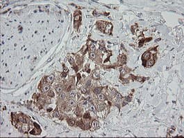 MRPS34 Antibody (clone OTI1H2)