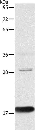 AGR2 Antibody