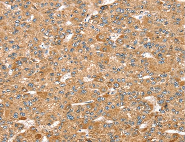 MORF4L1 / MRG15 Antibody