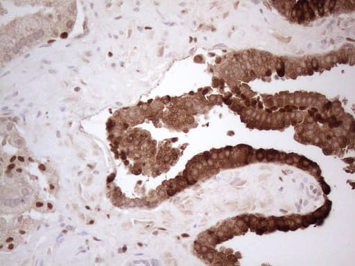 CTGF Antibody (aa27-349, clone OTI5H7)