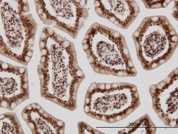KLF11 Antibody (clone 8F4)