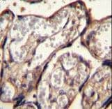 IGF2 Antibody (aa39-68)