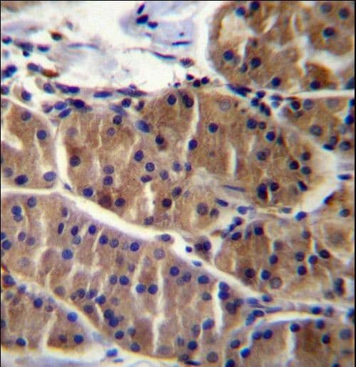 LRSAM1 Antibody (aa1-30)