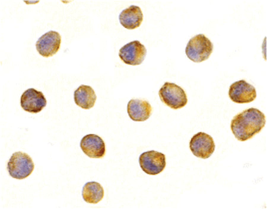 IHC-plus™ Raptor / Mip1 Antibody