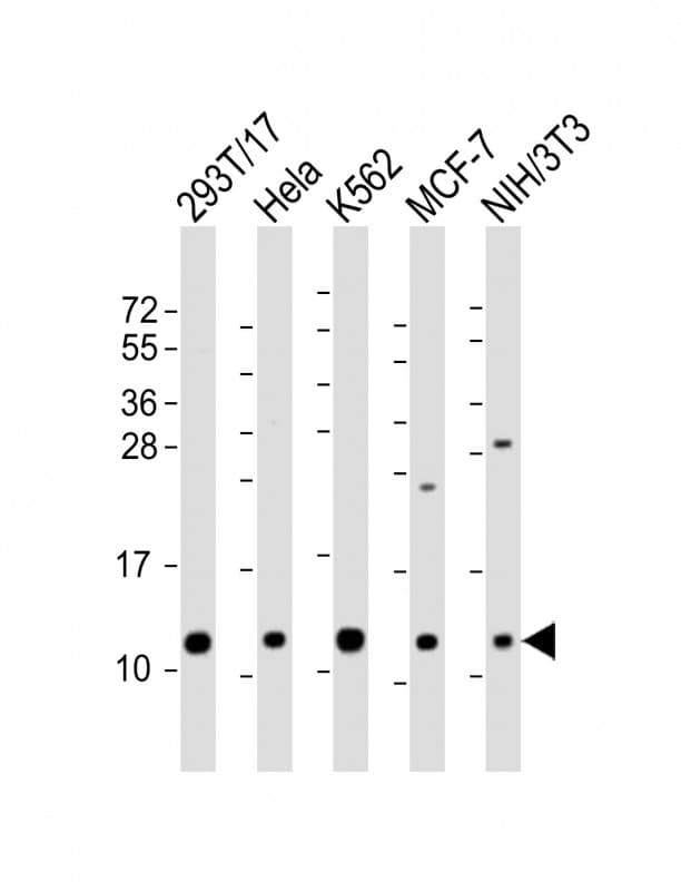 LSM2 / SnRNP Antibody (aa55-89)