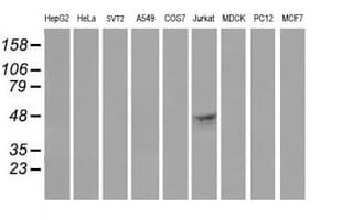 CD1C Antibody (clone OTI2D4, Carrier-free)