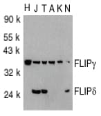 IHC-plus™ Polyclonal Rabbit anti-Human CFLAR / FLIP Antibody (IHC, IF, WB)