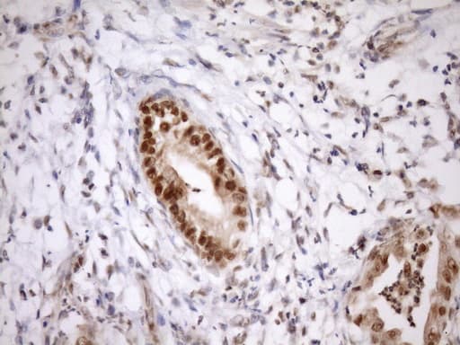 Monoclonal Mouse anti-Human SYF2 / p29 Antibody (clone OTI6A5, aa2-92, IHC, WB)