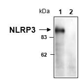 NALP3 / NLRP3 Antibody (aa1-93, clone Cryo-1)