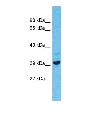 FAM124A Antibody (C-Terminus)