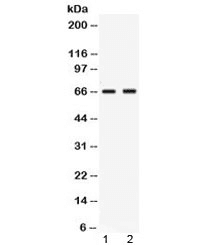 PVRL4 / Nectin 4 Antibody