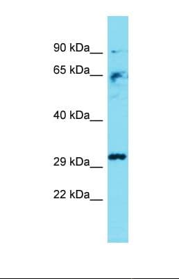 CASP3 / Caspase 3 Antibody (aa151-200)