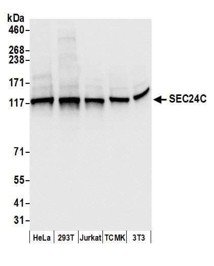 SEC24C Antibody (aa1-50)