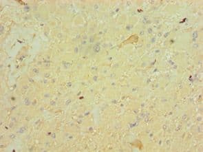 FGF9 Antibody (aa1-208)