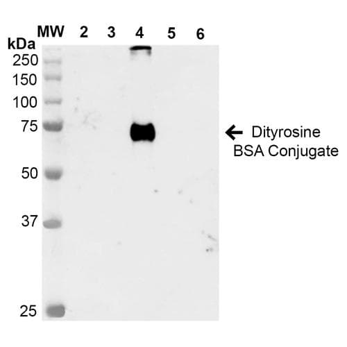 Dityrosine Antibody (clone 7D4, APC)