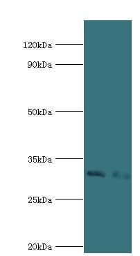 CD58 Antibody (aa40-220)