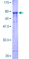 Human PLXNB2 / Plexin B2 Protein (Recombinant GST)