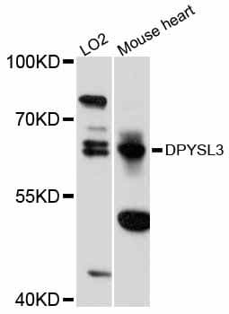 DPYSL3 / CRMP4 Antibody
