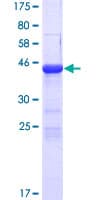 Human COPZ2 Protein (Recombinant GST)