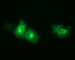 SYT4 Antibody (clone OTI4H3)