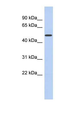 FAM71D Antibody (aa287-336)