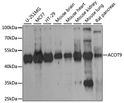 ACOT9 Antibody