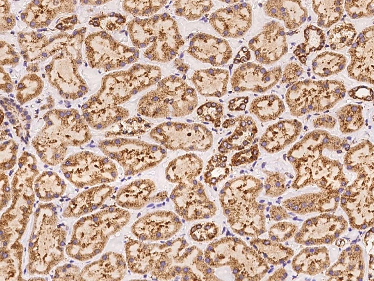 Polyclonal Rabbit anti-Human FSTL5 Antibody (IHC)