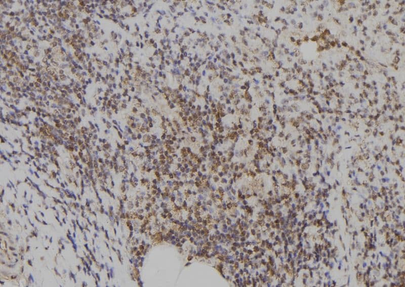 E2F7 Antibody