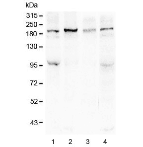 SI / Sucrase Isomaltase Antibody
