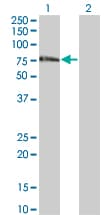 ZNF18 Antibody (clone 2A4)