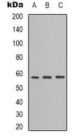 ANGPTL1 Antibody (Internal)