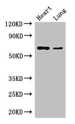 DCAF8 / WDR42A Antibody