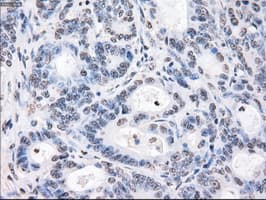 CYPOR / POR Antibody (clone OTI2E4)